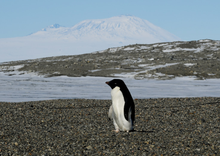 antarctica penguin