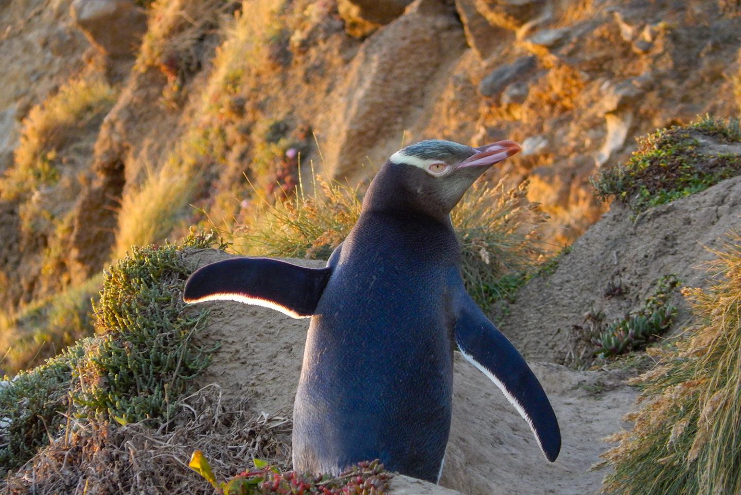 New Zealand's iconic yellow-eyed penguins slipping to extinction as