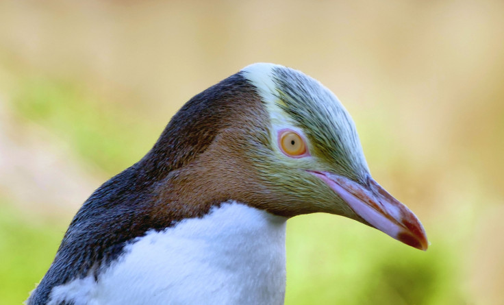 Eye of the penguin