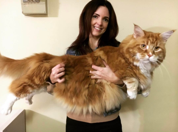 Maine Coon Cat Compared To Human - Best Cat Wallpaper