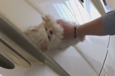 puppy polishes Maserati