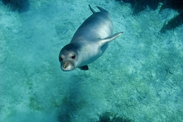 Monk seal