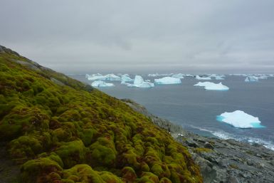 Antarctic moss banks