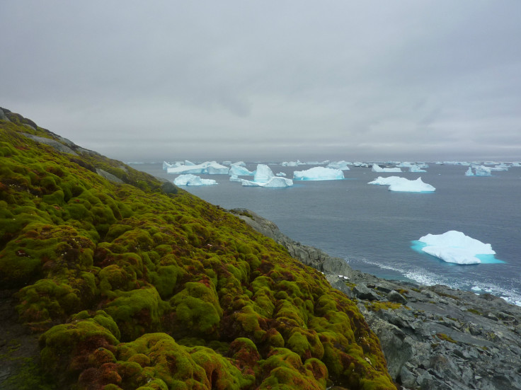 Antarctic moss banks