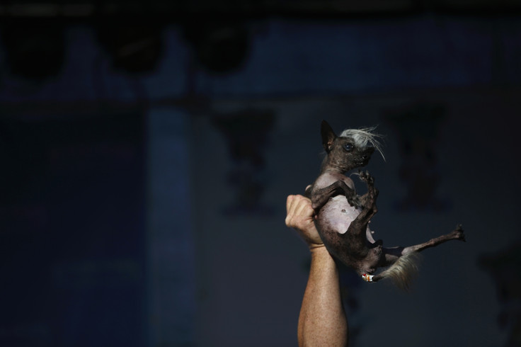 Chihuahua