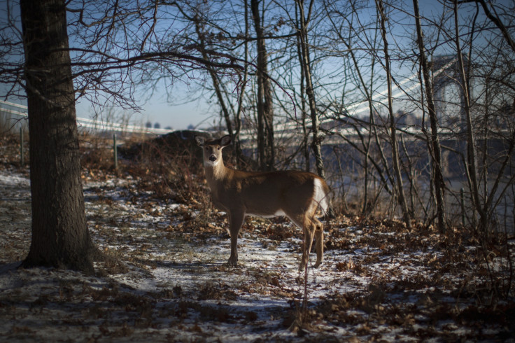 Deer enters walmart