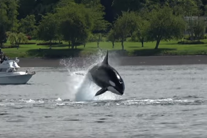 Orca