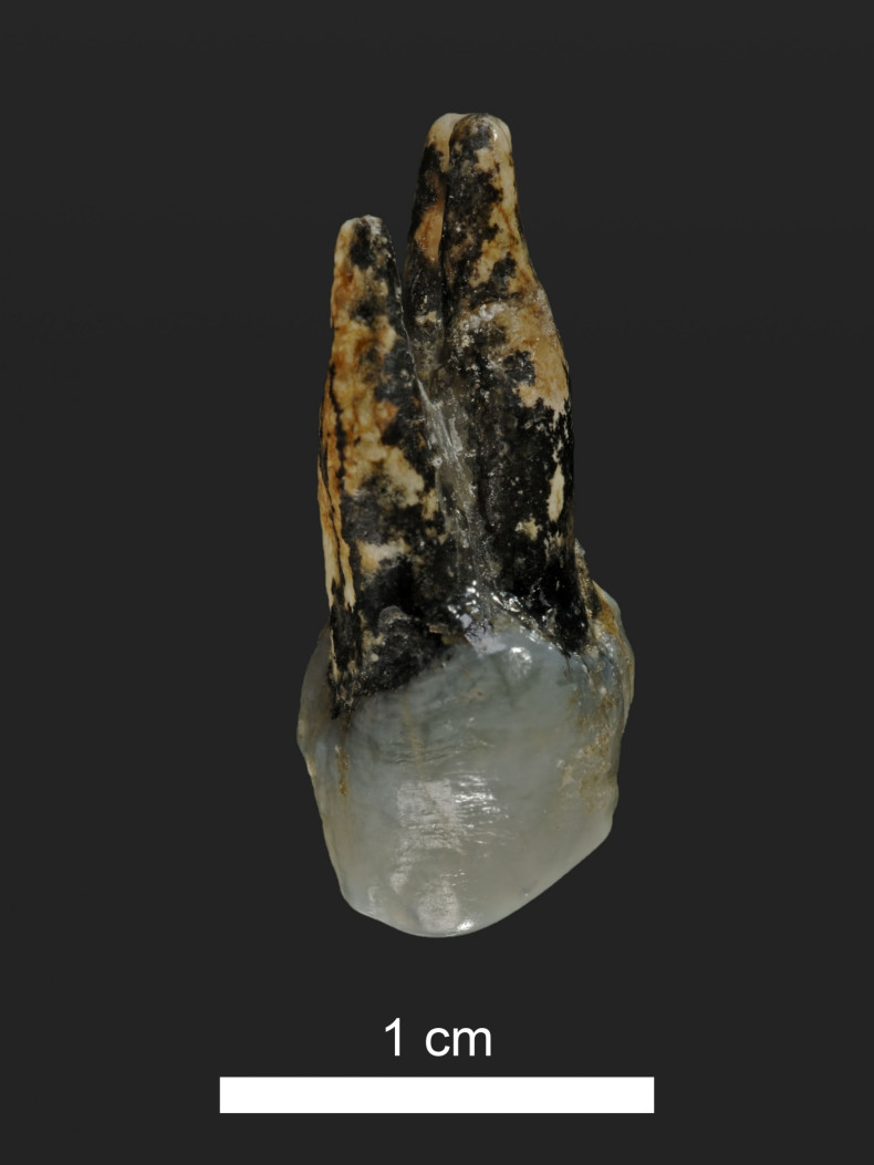 Graecopithecus tooth