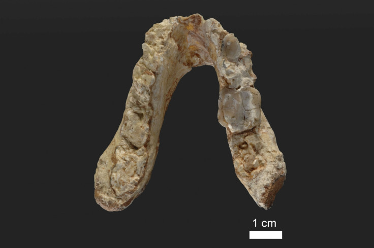 Graecopithecus jaw