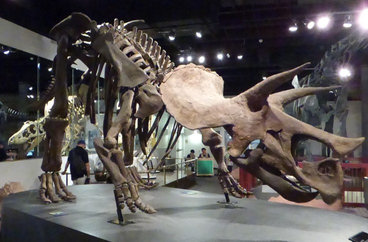 Triceratops skeleton