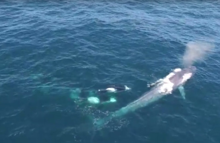Blue whale chased by orcas
