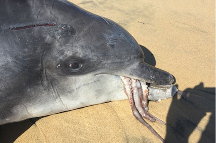 Dolphin chokes to death on octopus