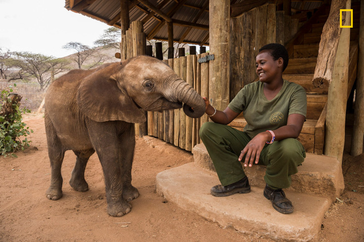 Elephant sanctuary Kenya