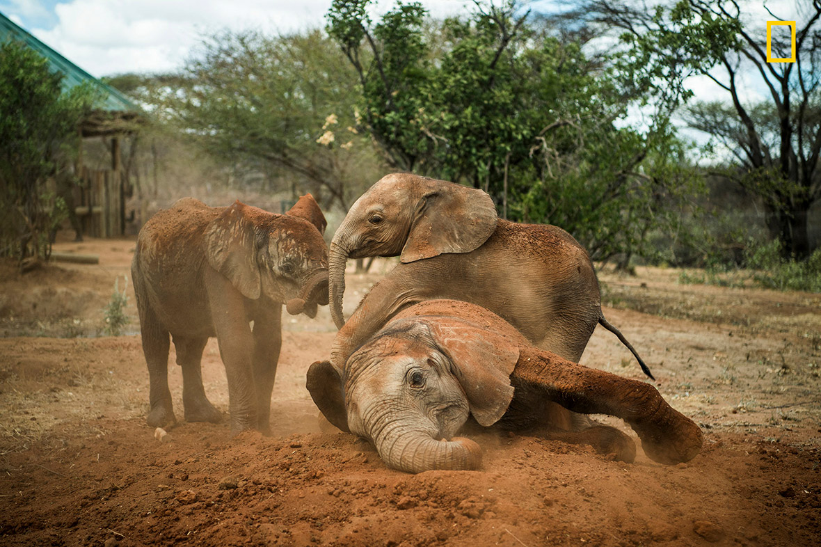 Elephant sanctuary Kenya