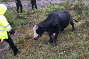 Cow Stuck in Drain Charges At Rescuers After Being Freed