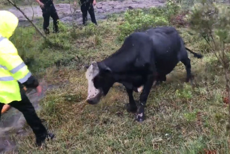 Cow Stuck in Drain Charges At Rescuers After Being Freed