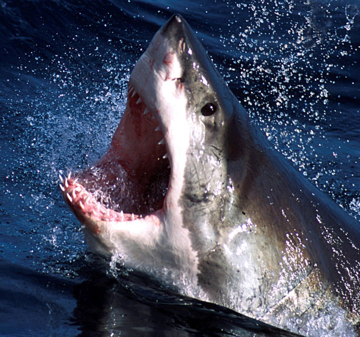 Great white shark