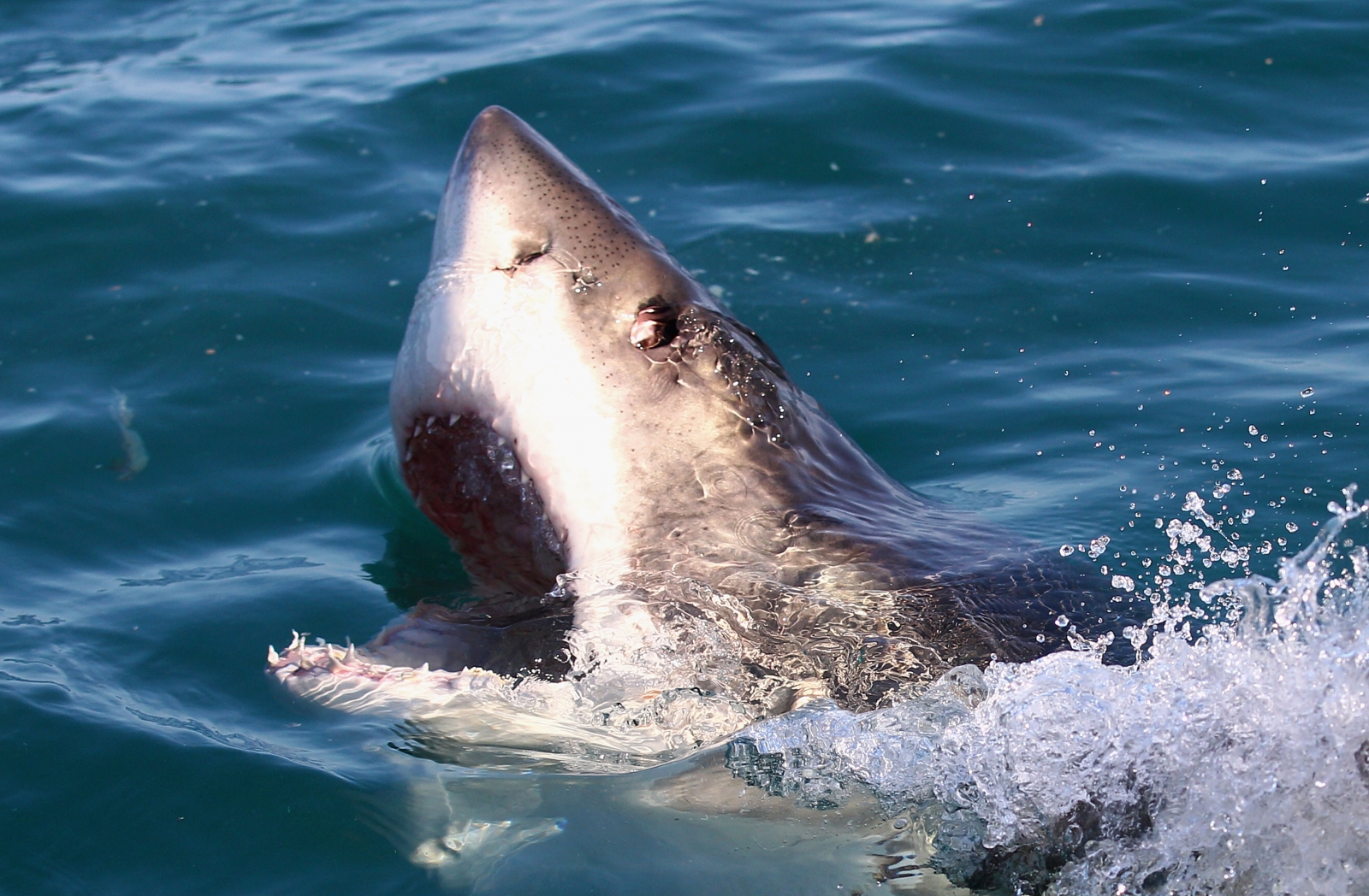 australian-man-lives-to-tell-the-tale-of-giant-9ft-great-white-shark