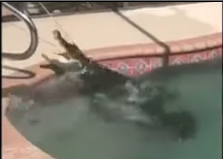 Alligator in florida home
