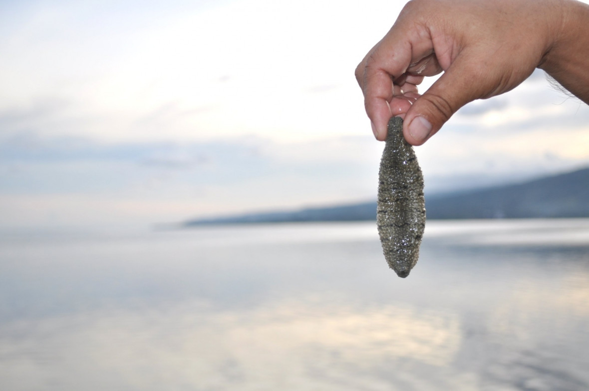 Sea cucumber Sea cucumber