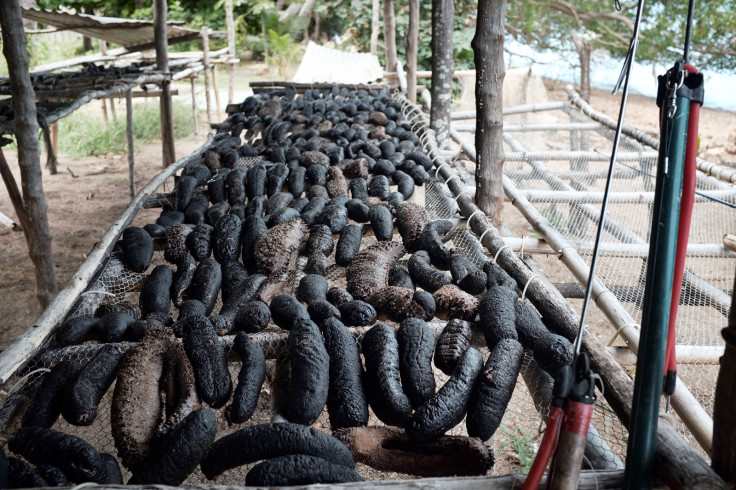 Sea cucumber