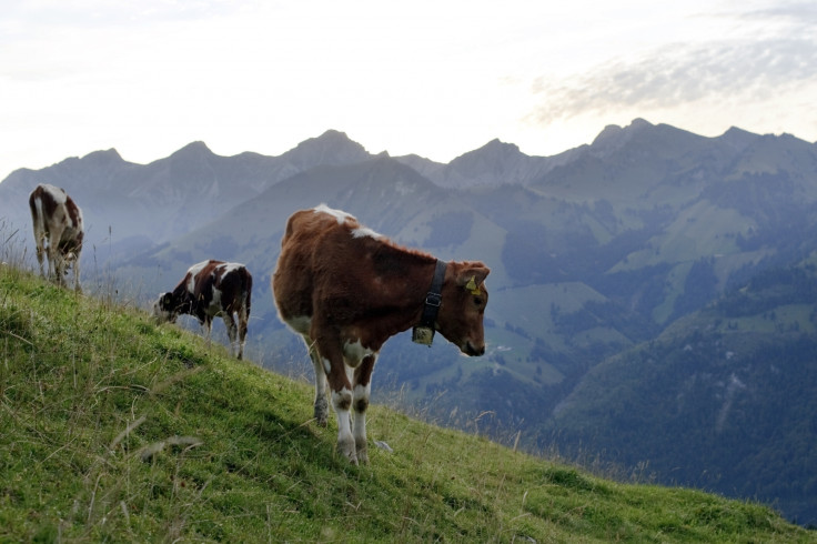 cows switzerland