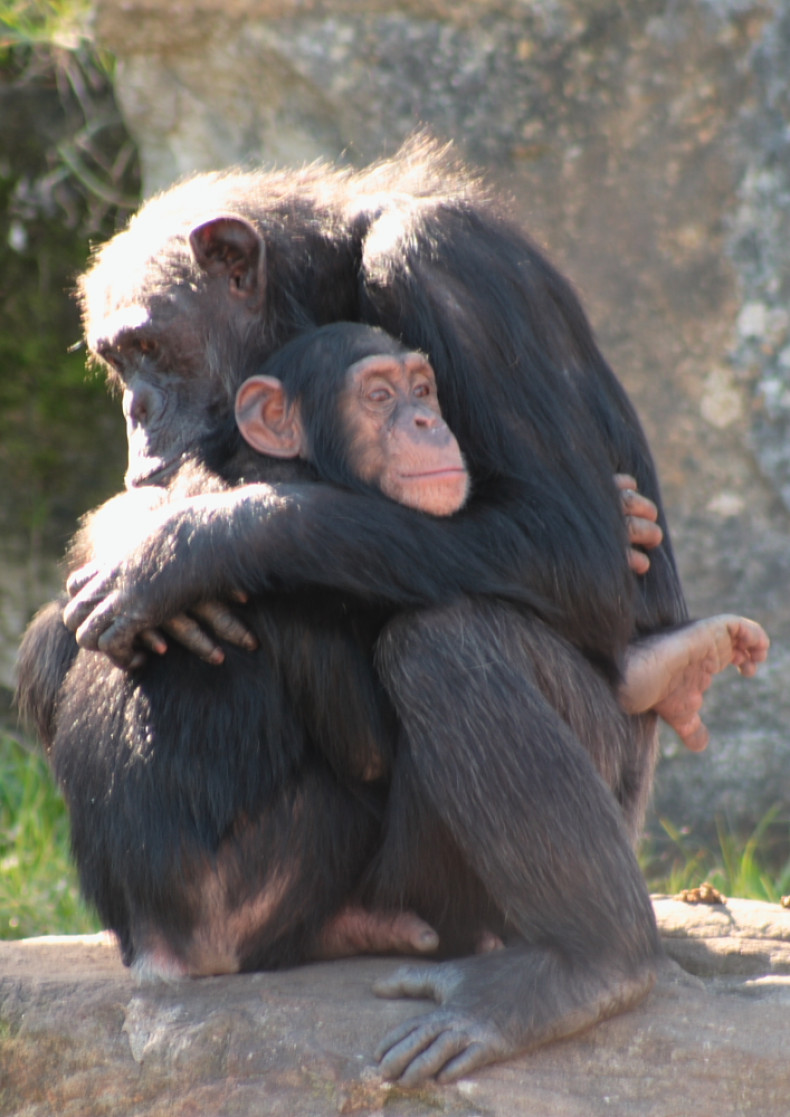 Chimpanzees hug