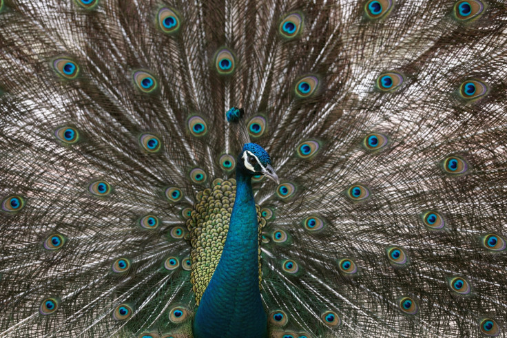 Peacock