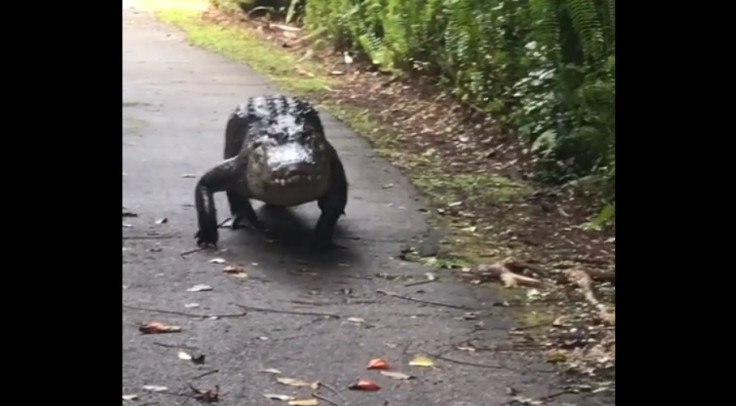 Snaggletooth the alligator