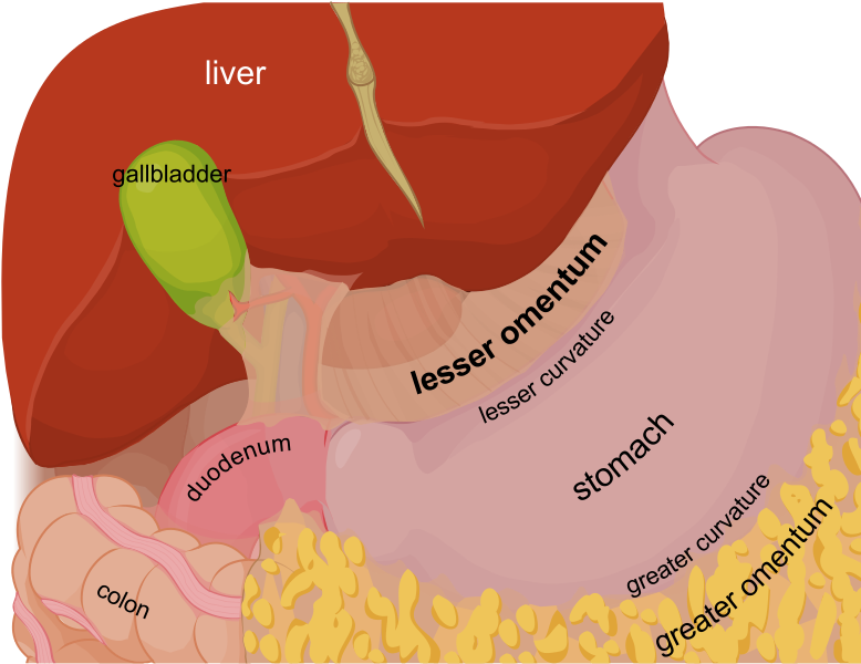 omentum-scientists-puzzle-over-this-weird-organ-you-probably-didn-t