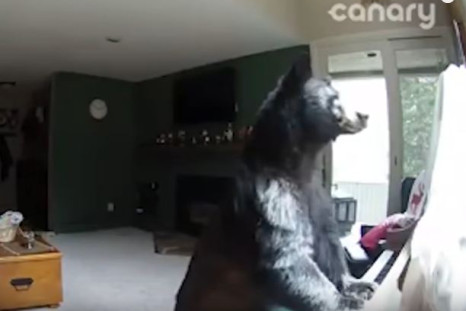 Bear in Colorado home