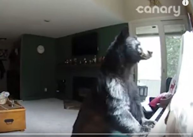 Bear in Colorado home