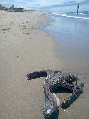 Pelican