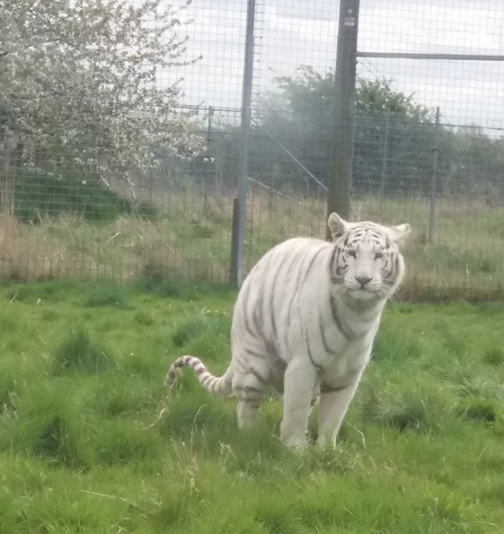 Tiger Hamerton Zoo