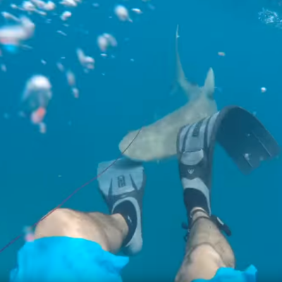 Man attacked by shark in Florida