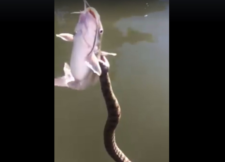 catfish watersnake