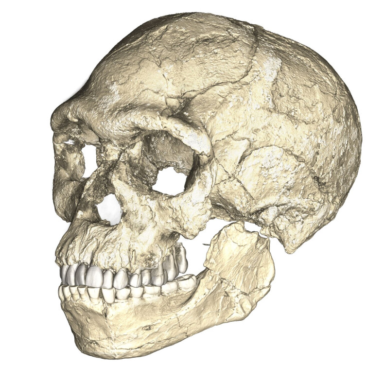 Earliest Homo sapiens