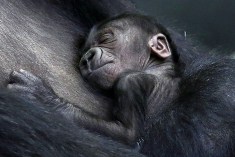 Baby gorilla