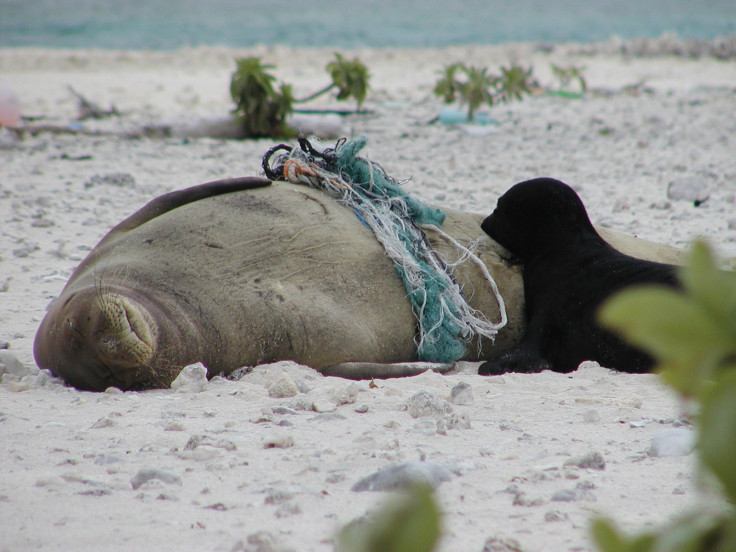 Hawaiian monk seal