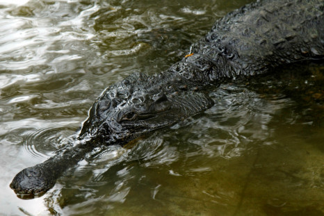 Crocodile that snatched 20-year-old girl dies in north India