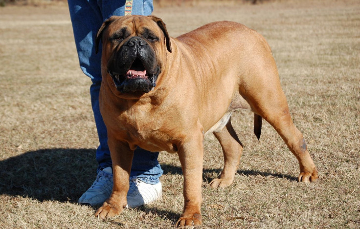 bull mastiff