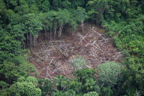 deforestation
