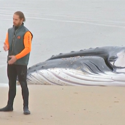 humpback whale euthanised