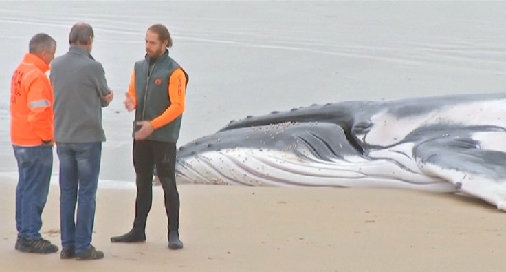 humpback whale euthanised