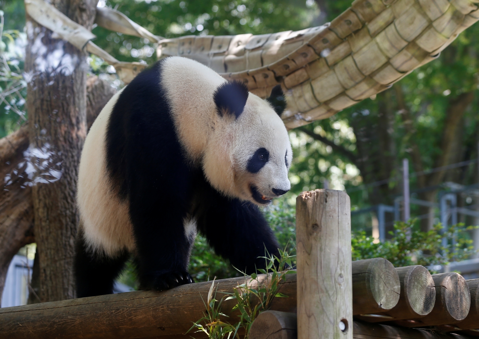 Japan  zoo celebrates rare panda  birth the first in five 