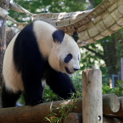 Giant panda Shin Shin