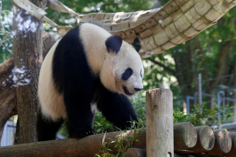 Giant panda Shin Shin