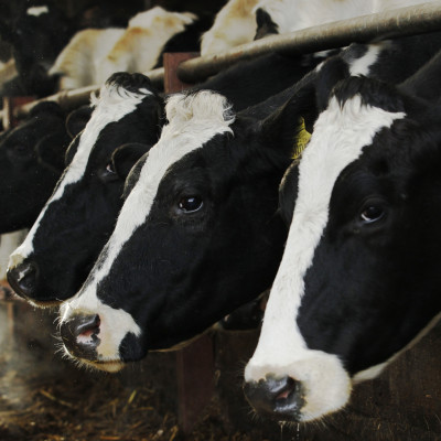 Holstein dairy cows 