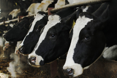 Holstein dairy cows 