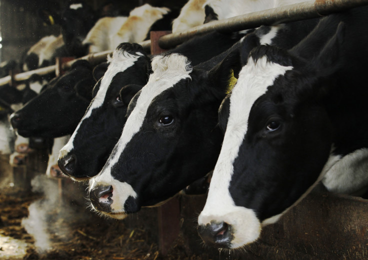 Holstein dairy cows 